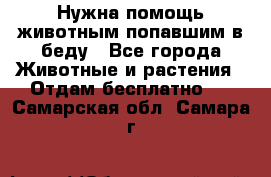 Нужна помощь животным попавшим в беду - Все города Животные и растения » Отдам бесплатно   . Самарская обл.,Самара г.
